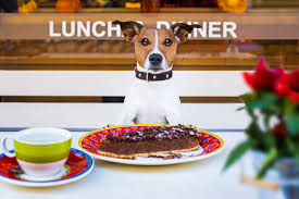 Dog Friendly Restaurants Near Me