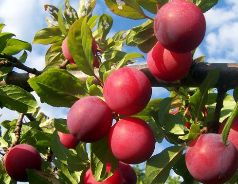 Plum Fruit Farming