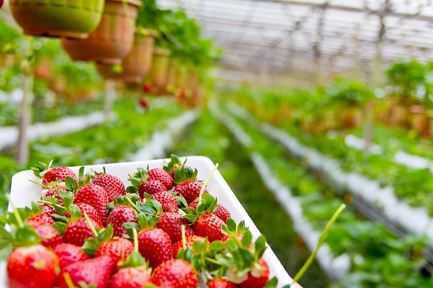 Strawberry Farming in India for Agriculture Practice