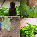 Superb Peppermint Oil Uses In The Garden