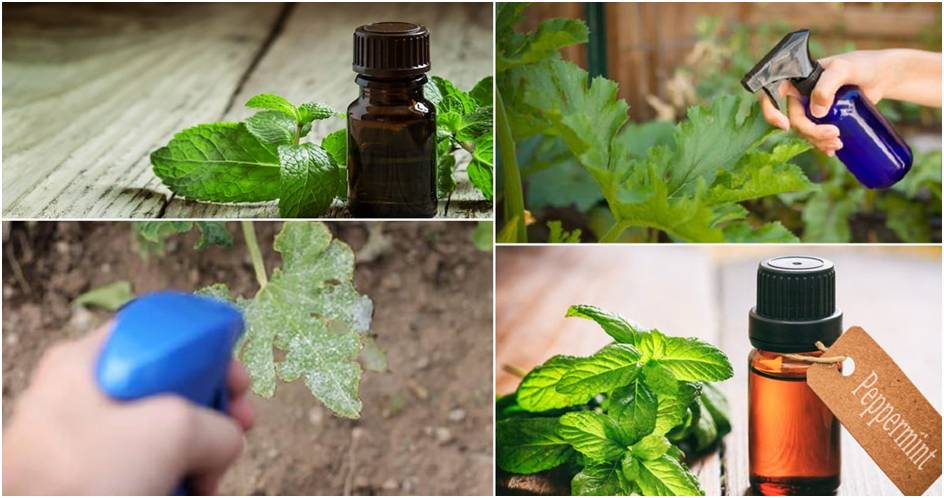 Superb Peppermint Oil Uses In The Garden