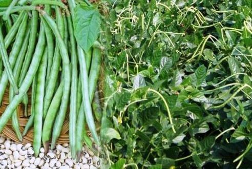 Cowpea Farming – Know The Step-By-Step Process For Benefits