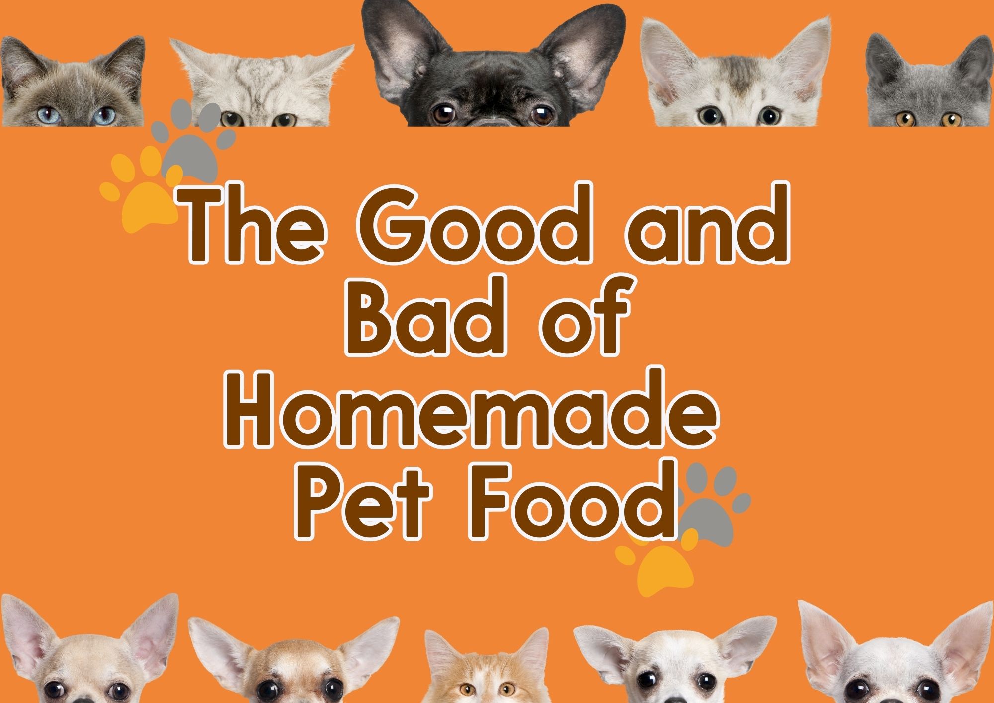 The Good and Bad of Homemade Pet Food