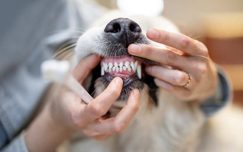 dogs-dental-care